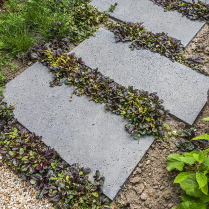 Kalksteinplattenweg mit Bodendeckern, flankiert von Stauden in einem modernen Garten.