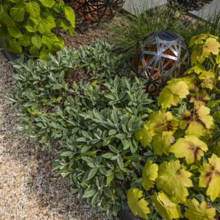 Detail eines bepflanzten Beets mit Solarlampen und Stauden im modernen Garten.