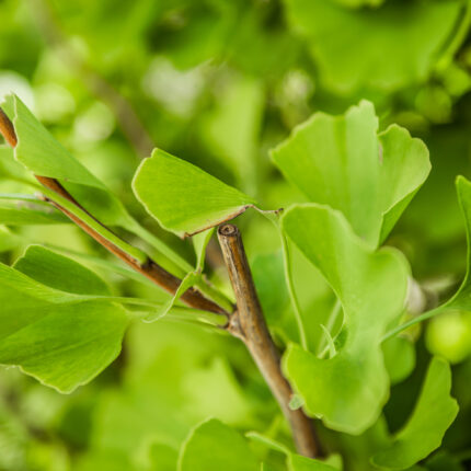 Detailaufnahme von Ginkgo-Blättern im Garten, die frisches Grün zeigen und dem Garten ein natürliches Flair verleihen.