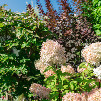 Hortensien in voller Blüte vor einer modernen Gartenkulisse, die einen harmonischen Kontrast zwischen Pflanzen und Architektur schaffen.