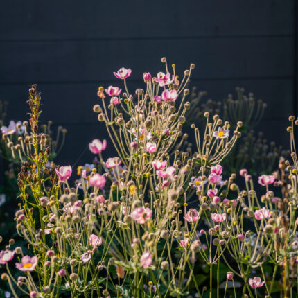 Rosafarbene Blumen in voller Blüte, die den Garten mit lebendigen Farben bereichern.