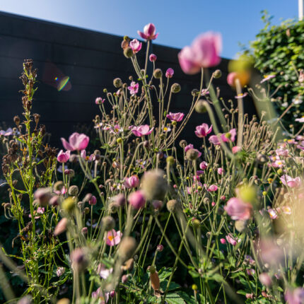 Blühende rosa Blumen vor einer modernen Gartenmauer, die einen harmonischen Kontrast zwischen natürlicher und urbaner Gestaltung zeigt.