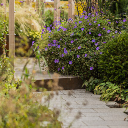 Blühender Storchschnabel und Gräser am Gartenweg mit Cortenstahl-Stufe
